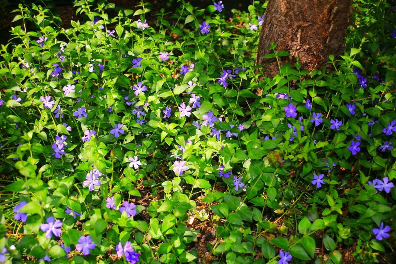 Mitten Im Seenland Und Spreewaldnah, Schoener Garten Storkow  Εξωτερικό φωτογραφία